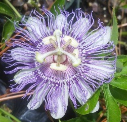 Rob's White May Pop Passion Flower, Passion Vine, Passionflower, Passiflora incarnata 'Rob's White'